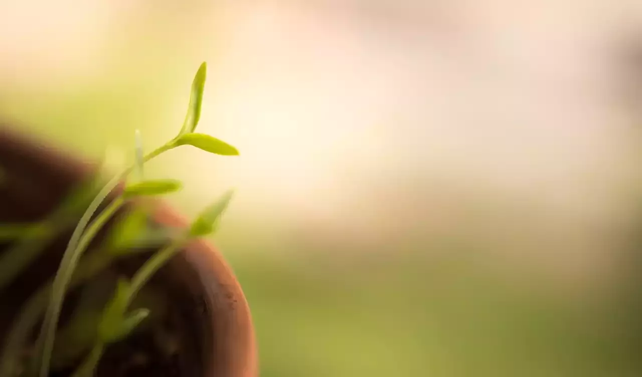 גילוי נושאים שונים ב-Garden Smart של HGTV
