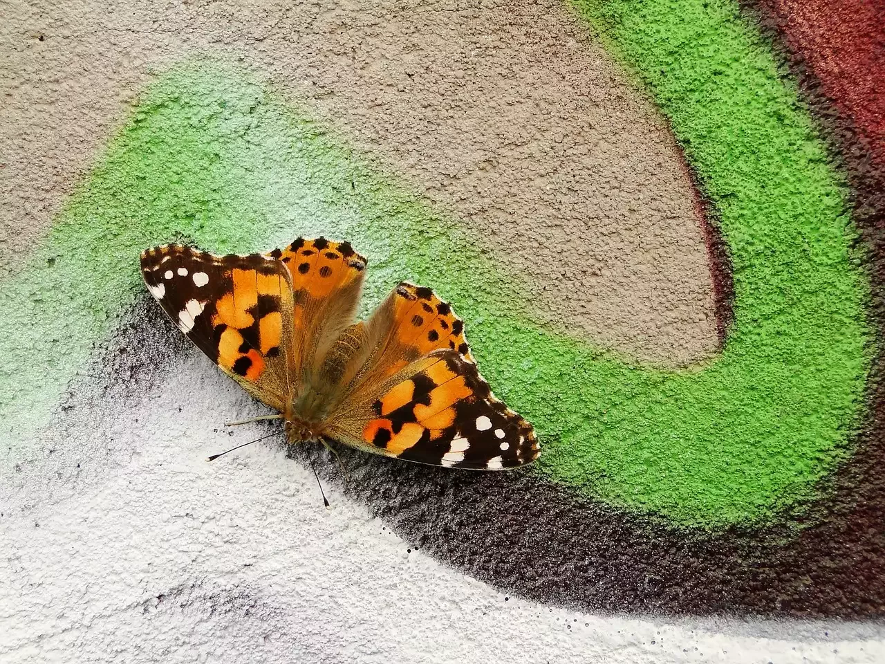 היכן נמצא גן מיורל